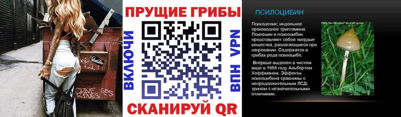 Псилоцибиновые грибы Psilocybe Закаменск